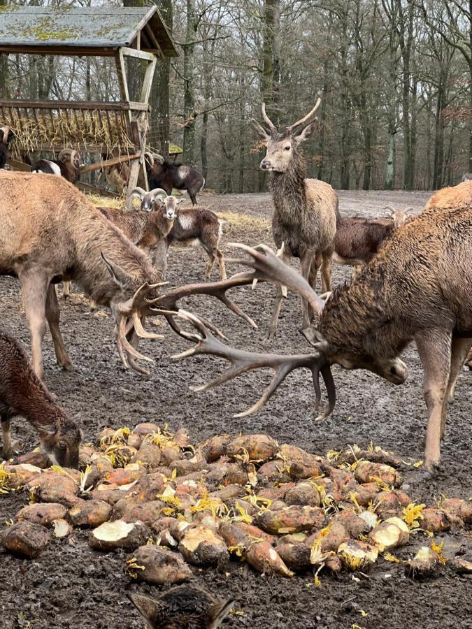Ferienhaus Waldblick Hohenfels-Essingen Eksteriør billede